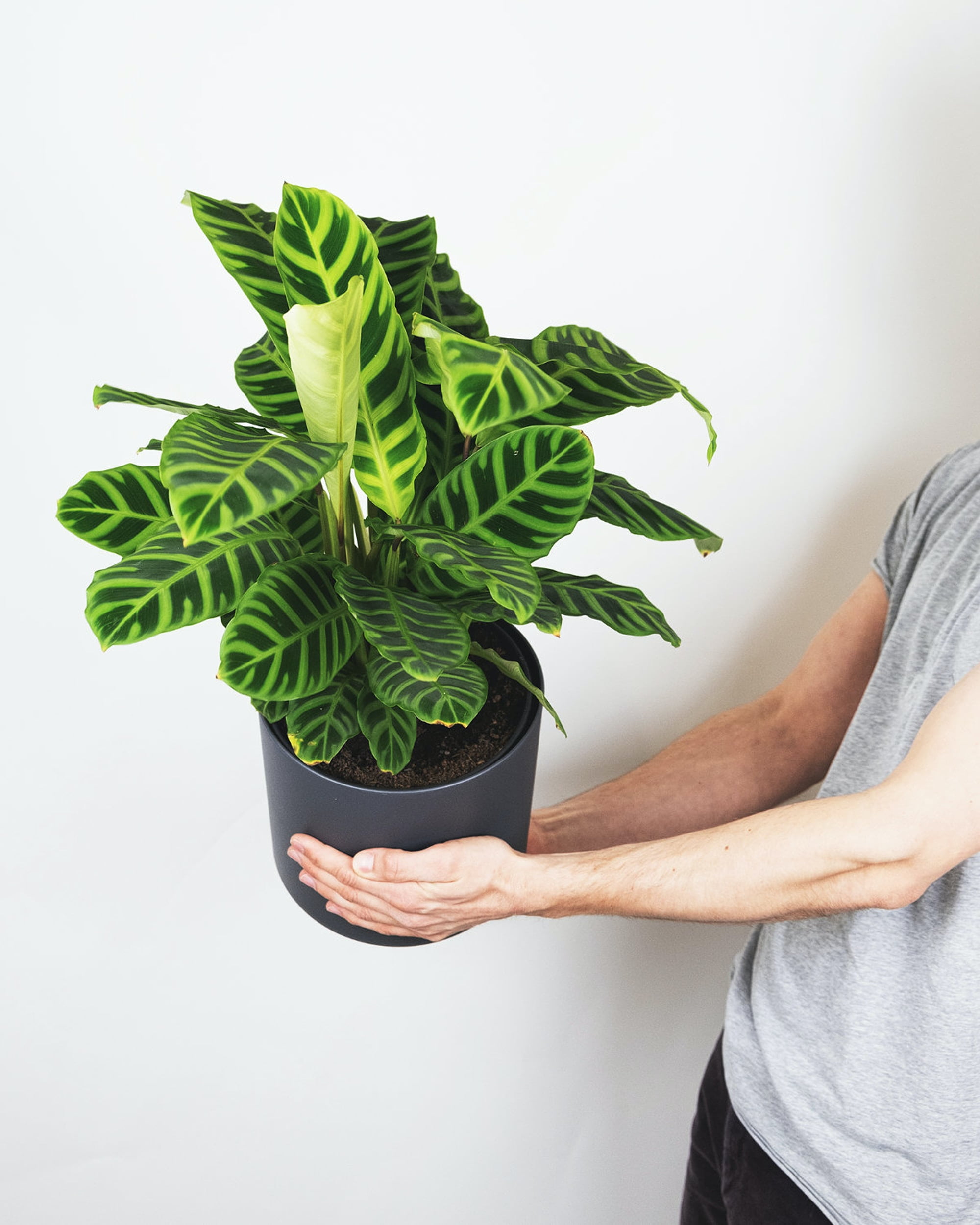 Why Are Your Calathea Leaves Curling?